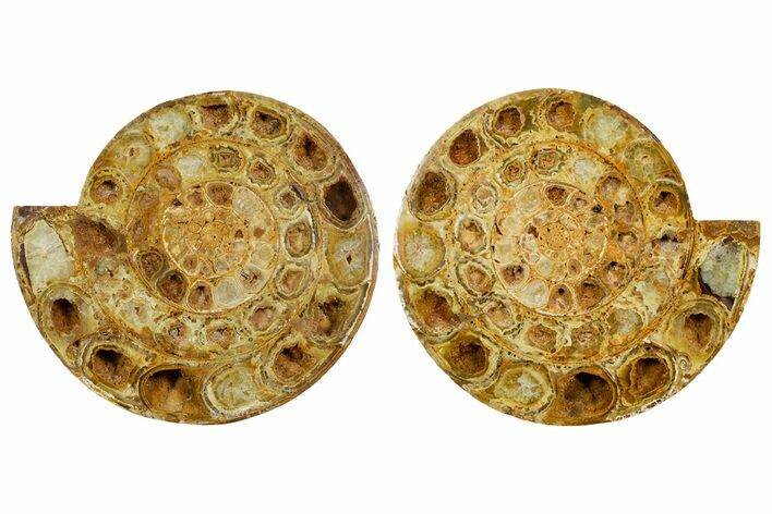 Cut & Polished Jurassic Ammonite (Perisphinctes) Fossil #364176